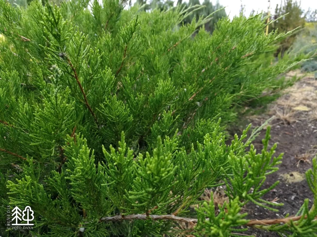 Juniperus × pfitzeriana   'Mint Julep'